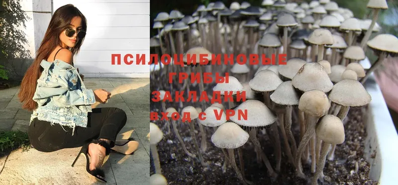 Галлюциногенные грибы Psilocybe  Агидель 